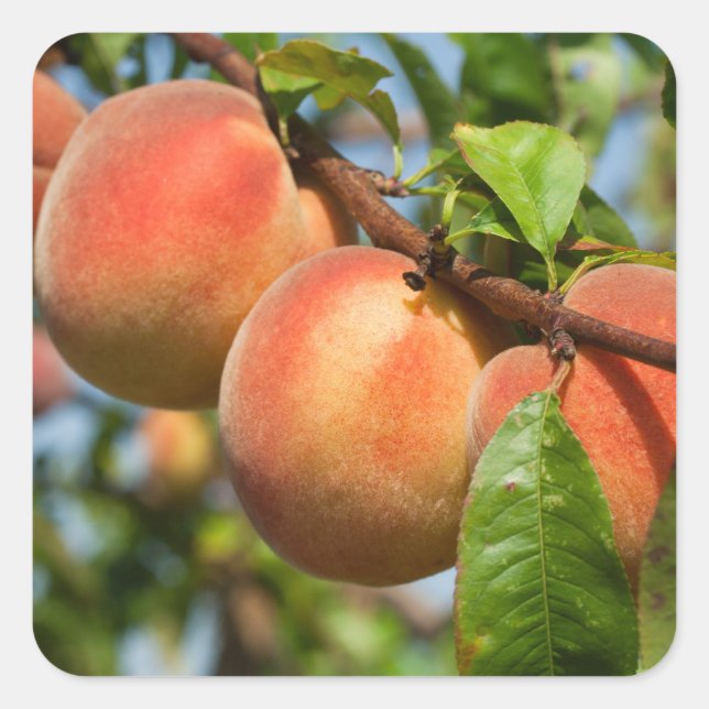 Pegatina Cuadrada Reife Weingartenpfirsiche (Anverso)