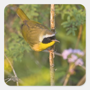 Pegatina Cuadrada Reinita Común (Geothlypis trichas) macho,