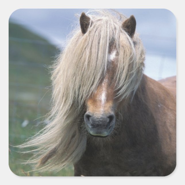 Pegatina Cuadrada Reino Unido, Escocia, Islas Shetland, pony Shetlan (Anverso)