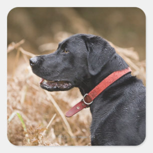 Pegatina Cuadrada Reino Unido, Inglaterra, Suffolk, bosque de