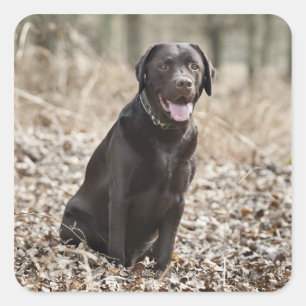 Pegatina Cuadrada Reino Unido, Inglaterra, Suffolk, Thetford Forest,