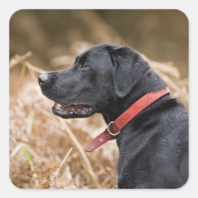 Pegatina Cuadrada Reino Unido, Inglaterra, Suffolk, Thetford Forest, (Anverso)