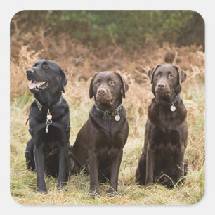 Pegatina Cuadrada Reino Unido, Inglaterra, Suffolk, Thetford Forest,