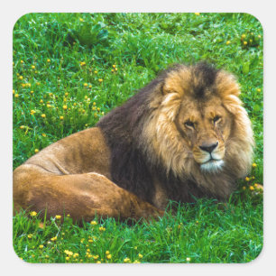 Pegatina Cuadrada Relajación de leones en una foto verde de hierba