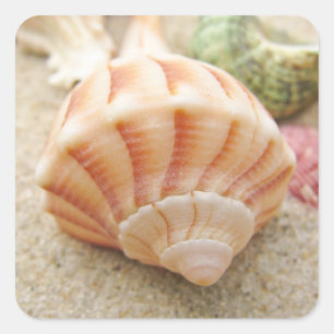 Pegatina Cuadrada Relámpago con caparazón de mar a rayas