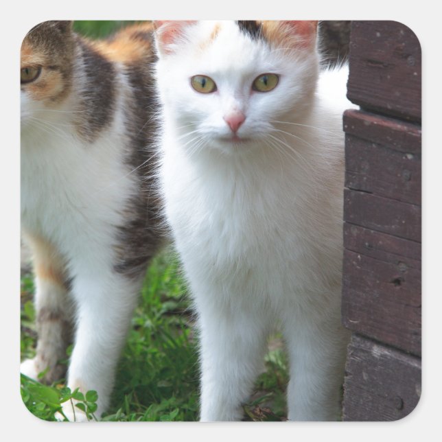 Pegatina Cuadrada Reproducción de gatos (Anverso)