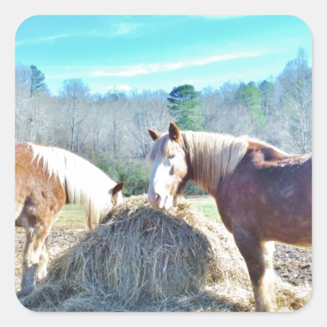 Pegatina Cuadrada Rescatados Caballos Borradores comiendo heno (Anverso)