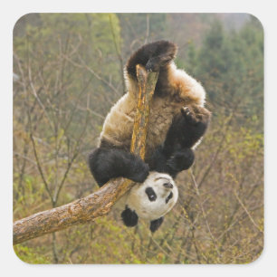 Pegatina Cuadrada Reserva de pandas de Wolong, China, 2 años y medio