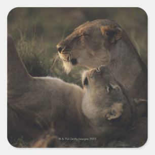 Pegatina Cuadrada Reserva nacional Masai Mara 7