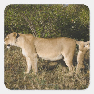 Pegatina Cuadrada Reserva Nacional Masai Mara, Kenya