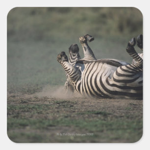 Pegatina Cuadrada Reserva Nacional Masai Mara, Kenya 2