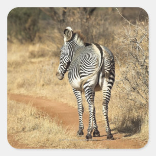 Pegatina Cuadrada Reserva Nacional Samburu, Kenya