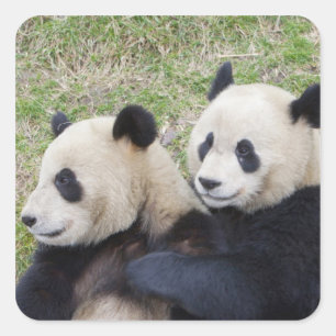 Pegatina Cuadrada Reserva Wolong, China, Oso panda gigante abrazando