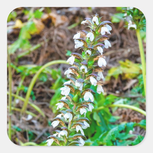 Pegatina Cuadrada Respiraciones del oso (Anverso)