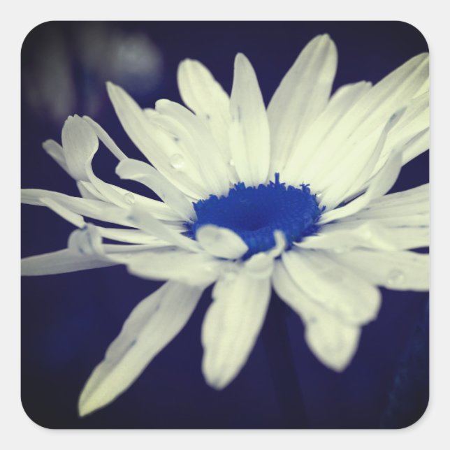 Pegatina Cuadrada Resumen Daisy Blue Center Flower Art (Anverso)