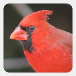 Pegatina Cuadrada Retrato cardinal - Ave