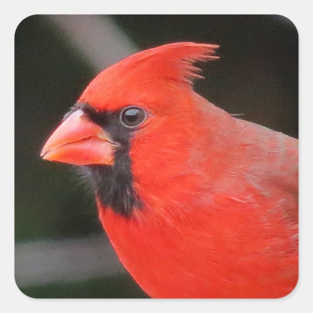 Pegatina Cuadrada Retrato cardinal - Ave (Anverso)