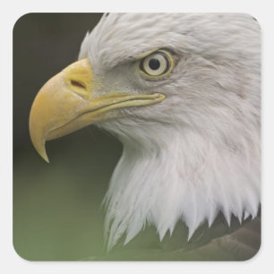 Pegatina Cuadrada Retrato de águila calva adulta, Haliaeetus