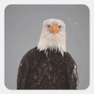 Pegatina Cuadrada Retrato de águila calva en la nieve, Haliaeetus