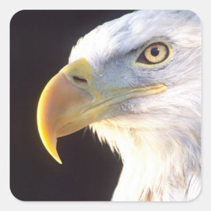Pegatina Cuadrada Retrato de águila calva, Haliaeetus leucocephalus,