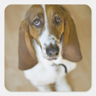 Pegatina Cuadrada Retrato de Bassett, Washington