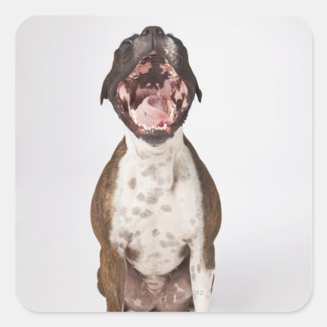 Pegatina Cuadrada retrato de bocazas de perros boxer (Anverso)