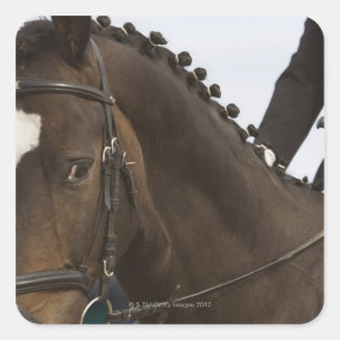 Pegatina Cuadrada retrato de caballo de doma