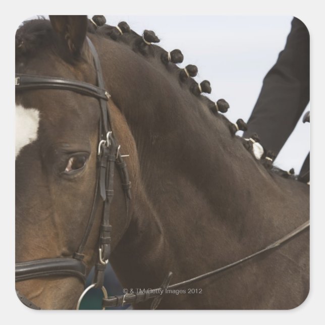 Pegatina Cuadrada retrato de caballo de doma (Anverso)