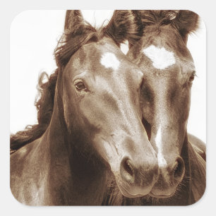 Pegatina Cuadrada Retrato de caballo III