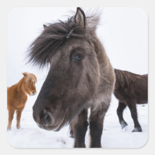 Pegatina Cuadrada Retrato de caballo islandés, Islandia
