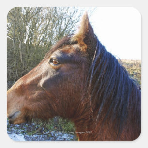 Pegatina Cuadrada Retrato de caballo marrón en el día frío mirand