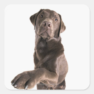 Pegatina Cuadrada Retrato de estudio de Chocolate Labrador