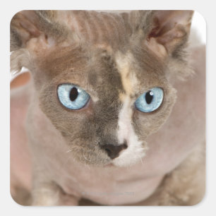 Pegatina Cuadrada Retrato de estudio de gato Sphynx