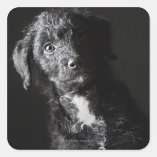 Pegatina Cuadrada Retrato de estudio de jack-a-doodle negro
