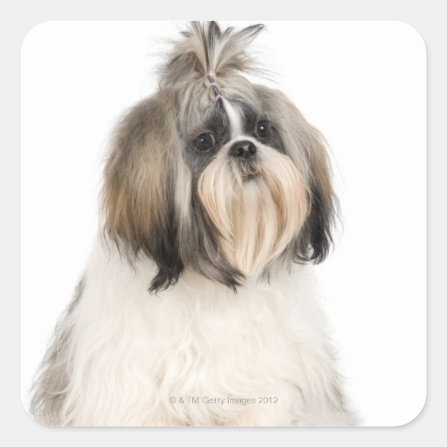 Pegatina Cuadrada Retrato de estudio de Shih Tzu (Anverso)