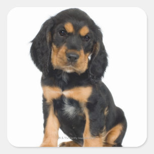 Pegatina Cuadrada Retrato de estudio del cachorro Rottweiler