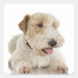 Pegatina Cuadrada Retrato de estudio del cachorro Wheaten terrier