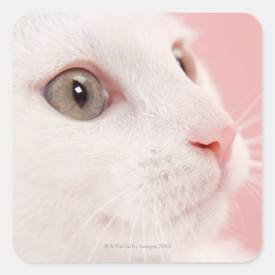 Pegatina Cuadrada Retrato de gato
