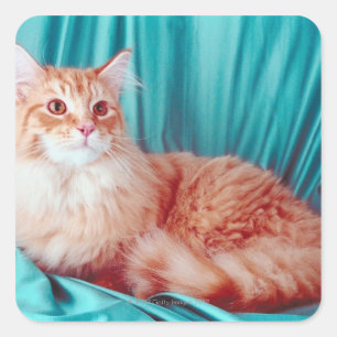 Pegatina Cuadrada Retrato de gato