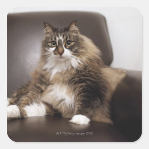 Pegatina Cuadrada Retrato De Gato Sentado En La Silla