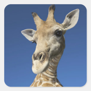 Pegatina Cuadrada Retrato de Giraffe (Giraffa Camelopardalis 2)