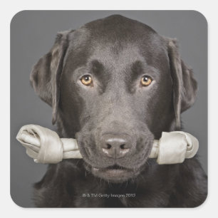Pegatina Cuadrada Retrato de labrador de chocolate