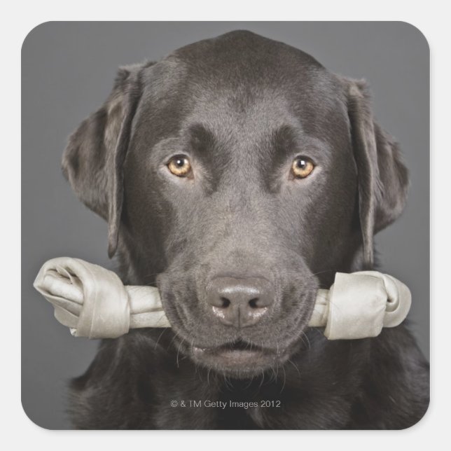 Pegatina Cuadrada Retrato de labrador de chocolate (Anverso)