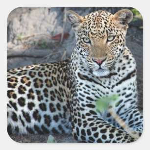 Pegatina Cuadrada retrato de leopardo sentado en primer plano