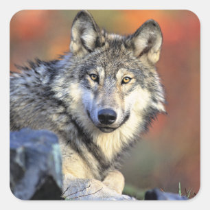 Pegatina Cuadrada Retrato de lobo