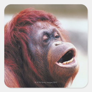 Pegatina Cuadrada Retrato de orangután