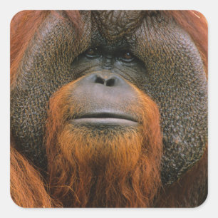 Pegatina Cuadrada Retrato de Orangután macho, Georgia, EE. UU.