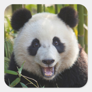 Pegatina Cuadrada retrato de panda sonriente