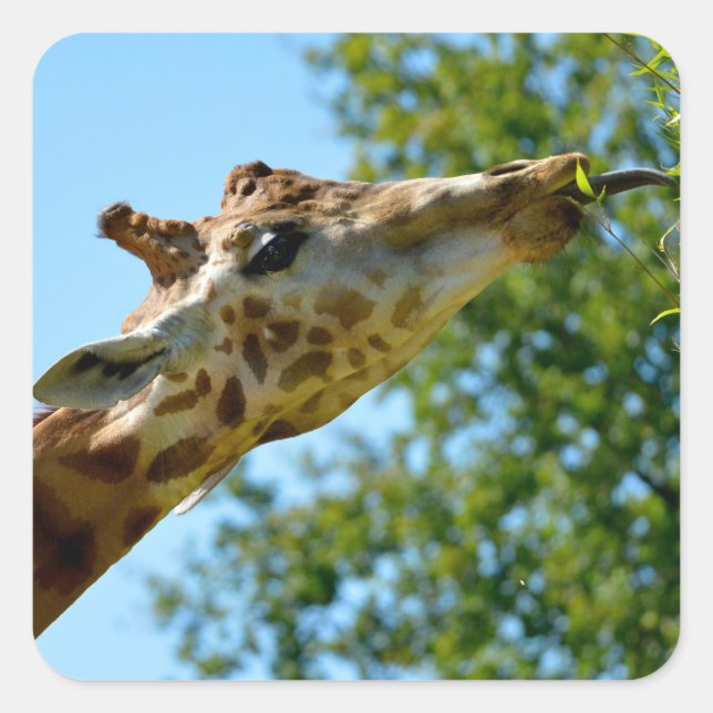 Pegatina Cuadrada Retrato de perfil de la hoja comiendo jirafas (Anverso)