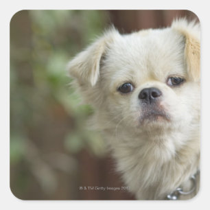 Pegatina Cuadrada Retrato de perro 2